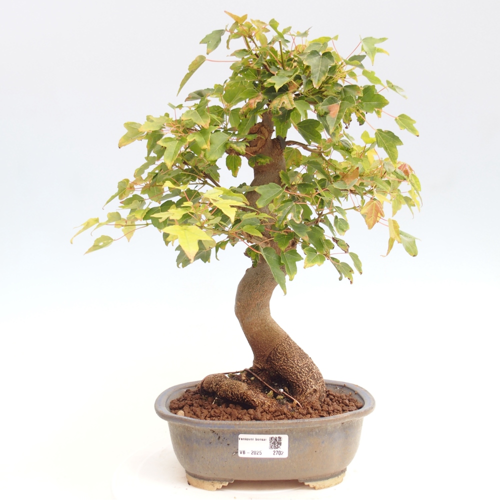 Bonsai da esterno - Acer Buergerianum - Acero di Burger