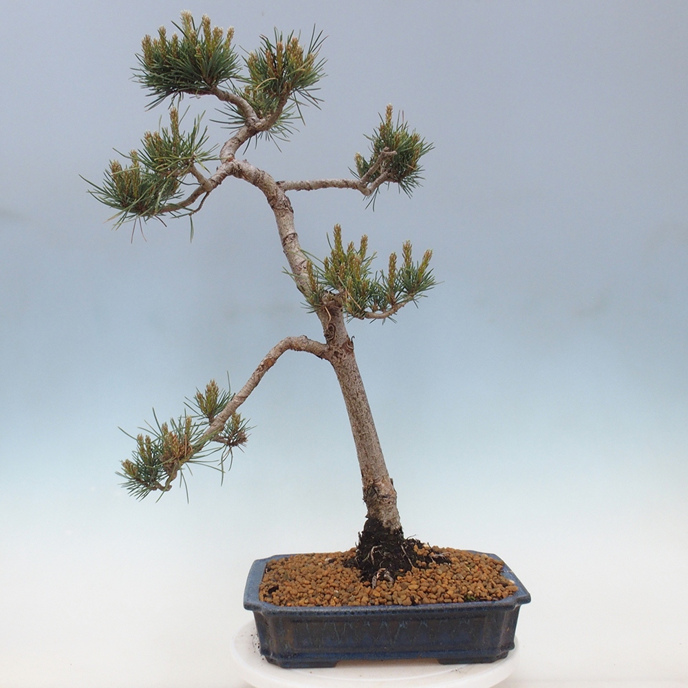 Bonsai da esterno - Pinus Sylvestris Watererri - Pino silvestre