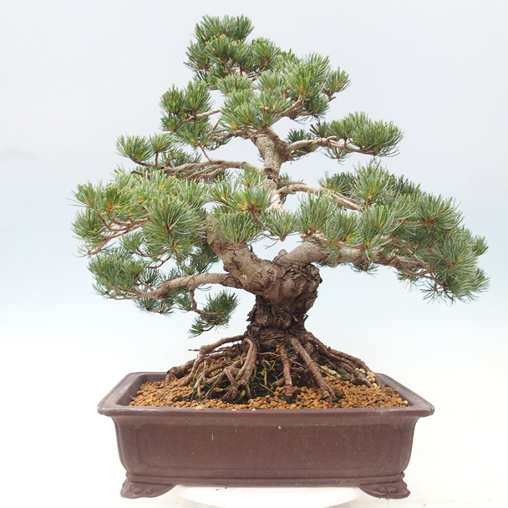 Bonsai da esterno - Pinus parviflora - Pinus parviflora