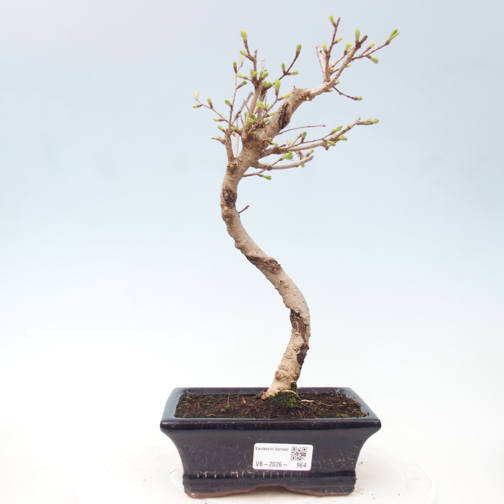 Bonsai da esterno -Pseudolarix amabis-Pseudolarix amabis