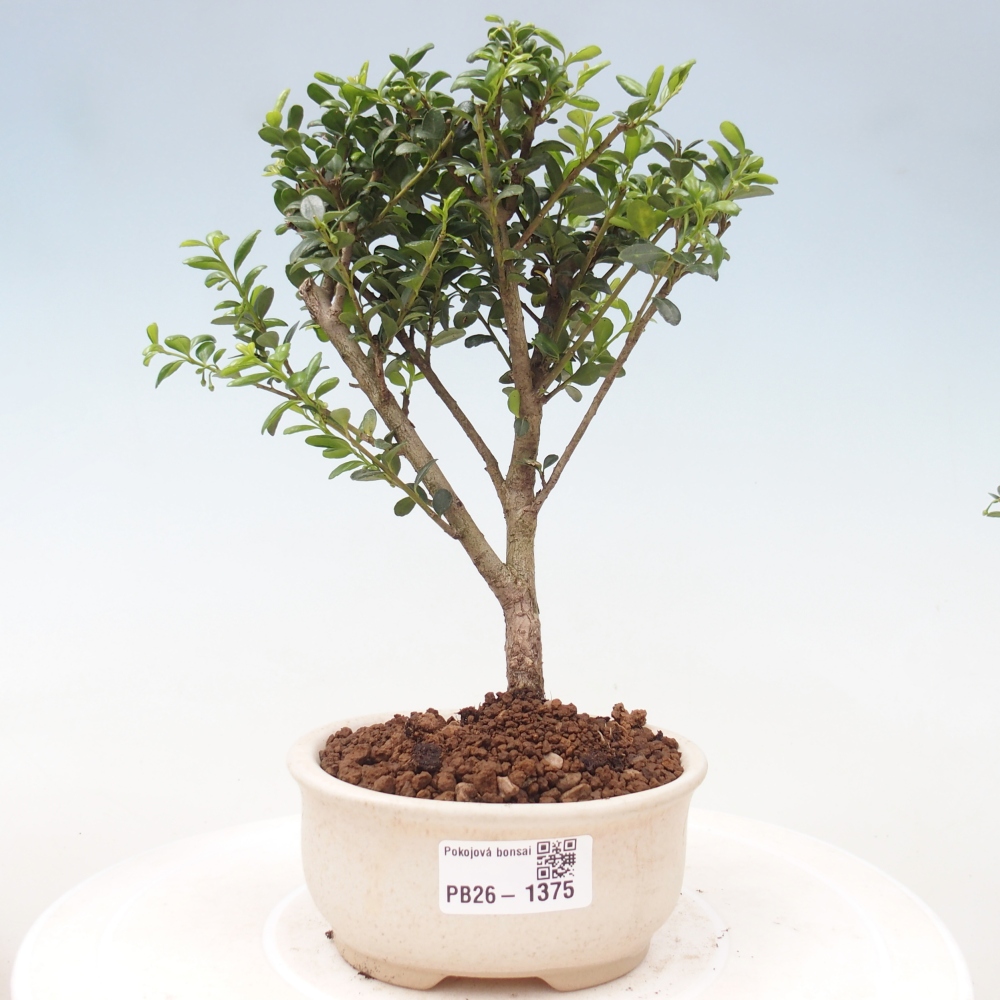 Camera bonsai - Ilex crenata - Agrifoglio
