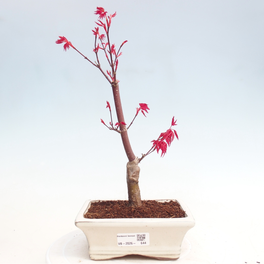 Bonsai da esterno - Acer palmatum DESHOJO