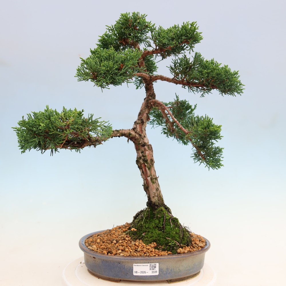 Bonsai da esterno - Juniperus chinensis Kishu