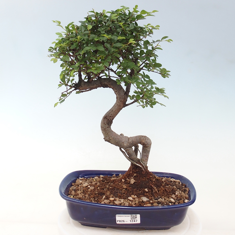 Camera bonsai - Ulmus parvifolia - Olmo a foglie piccole
