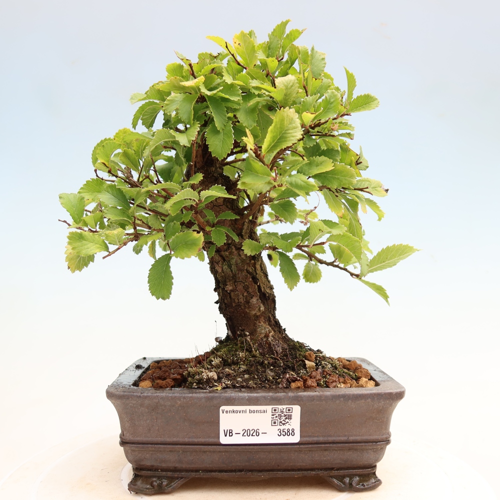 Bonsai da esterno - Zelkova - Zelkova NIRE