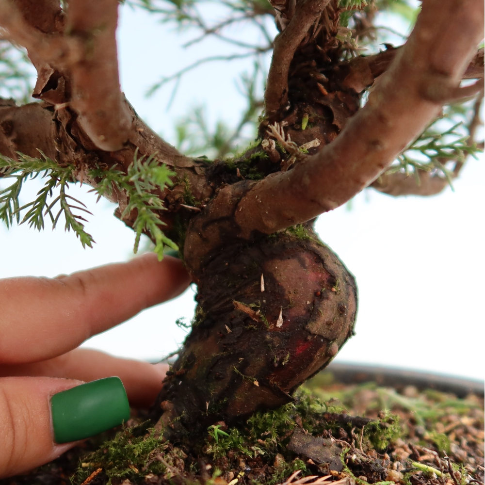 Bonsai da esterno - Juniperus chinensis Itoigawa-Juniperus chinensis