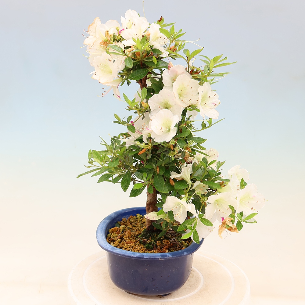 Bonsai da esterno - Azalea giapponese - Azalea Yukigesho