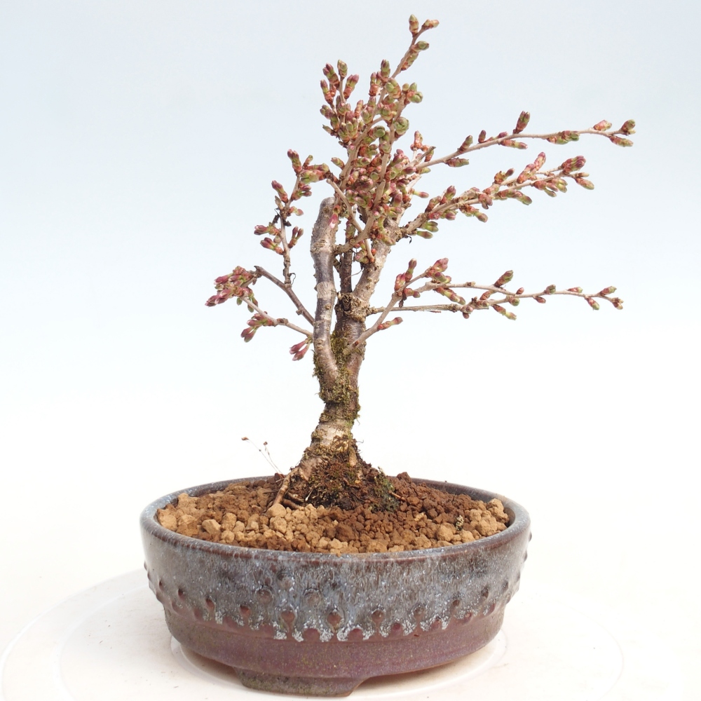 Bonsai da esterno - Prunus incisa Kojou-no mai-Plivon ritagliato
