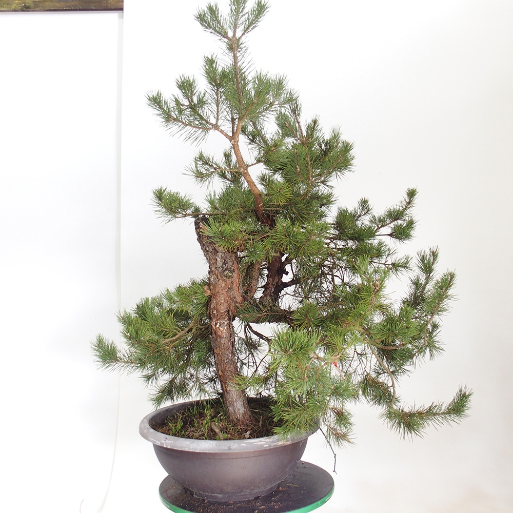 Yamadori - Pinus sylvestris Spagna