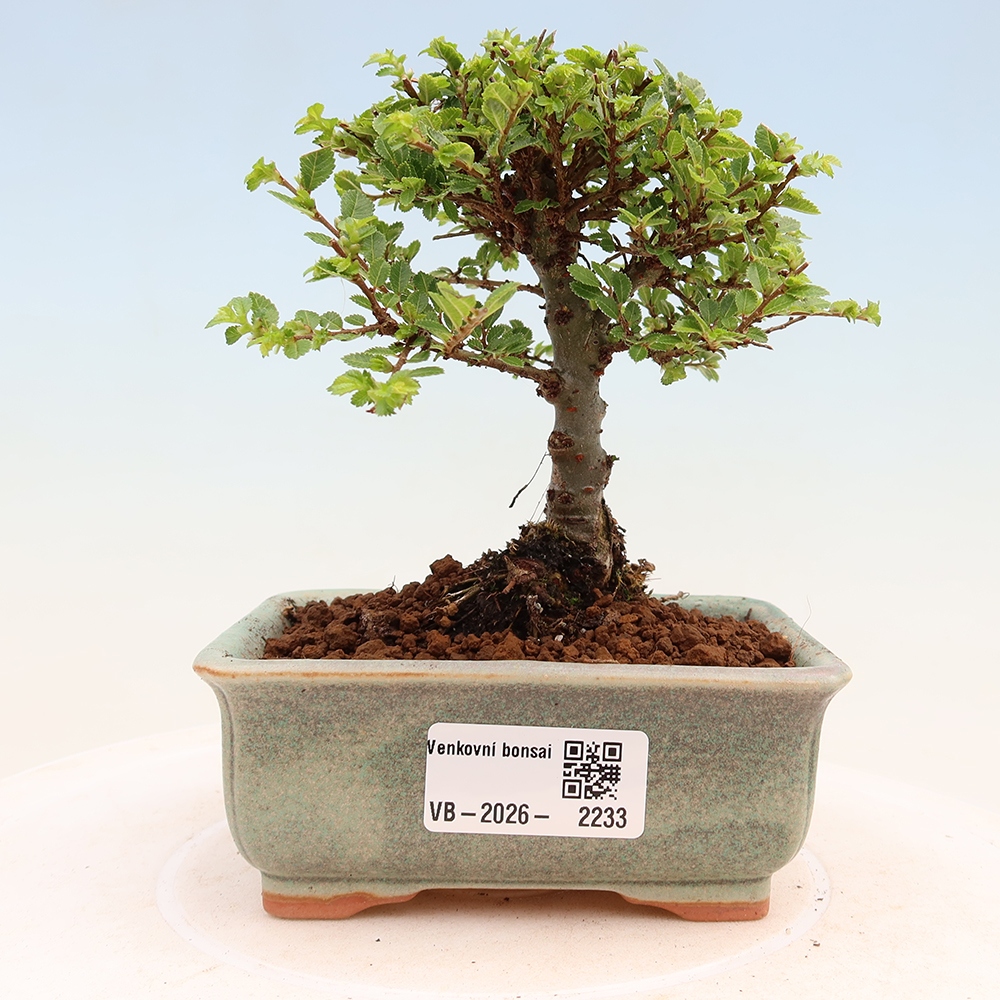 Bonsai da esterno - Ulmus parvifolia Sagei - Olmo a foglie piccole