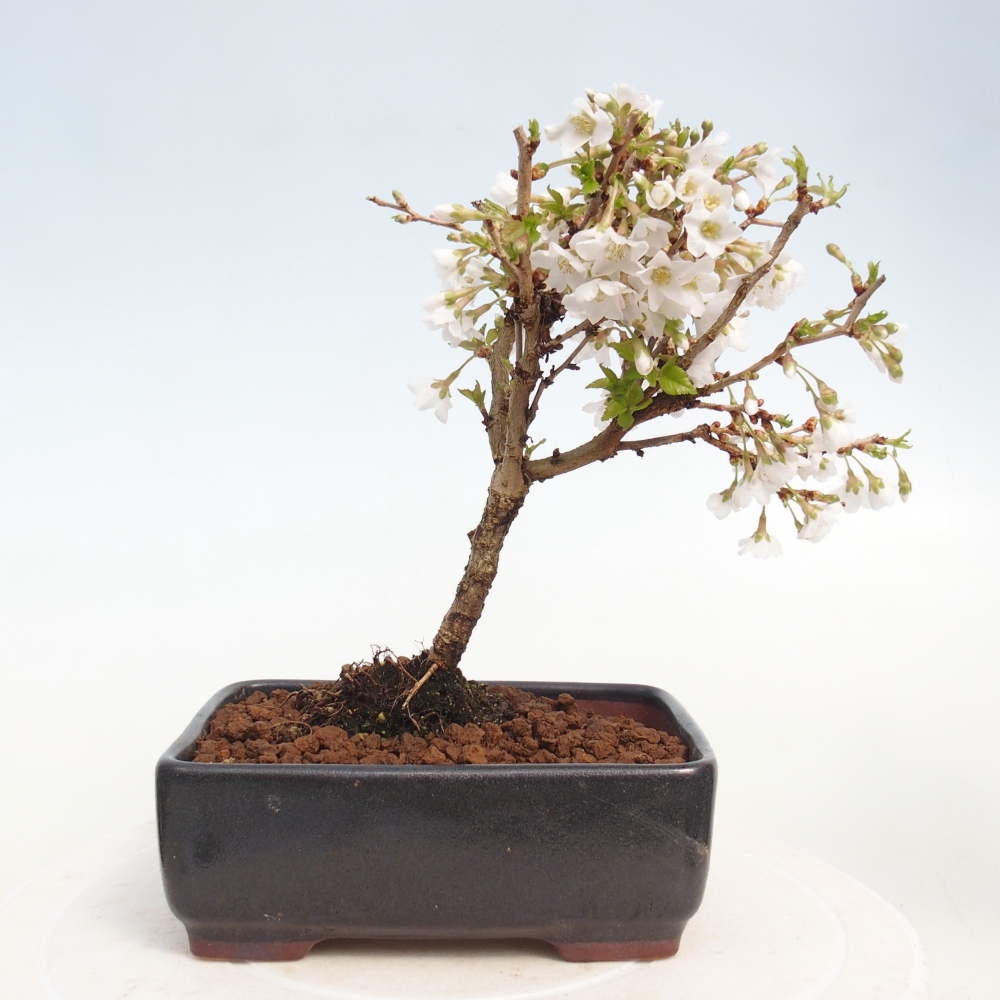 Bonsai da esterno - Prunus incisa Kojou-no mai-Plivon ritagliato