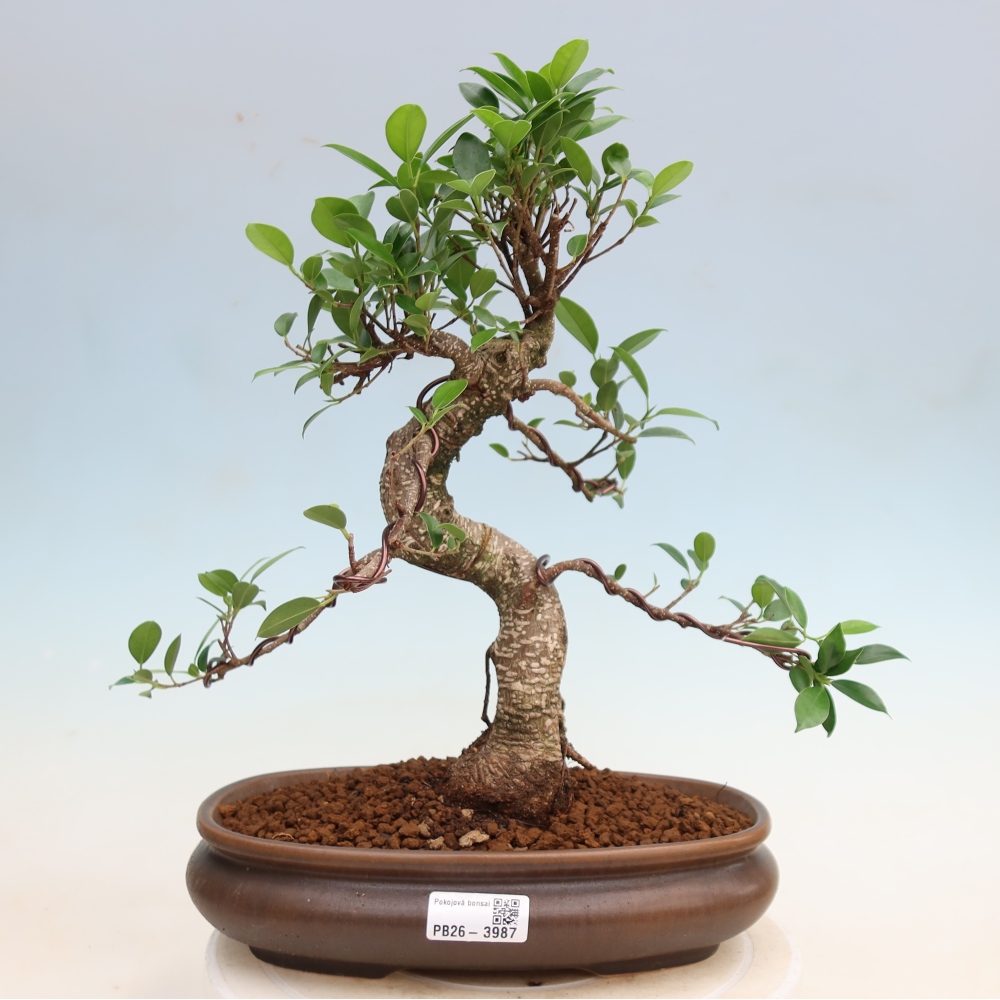 Camera bonsai - Ficus kimmen - ficus a foglie piccole