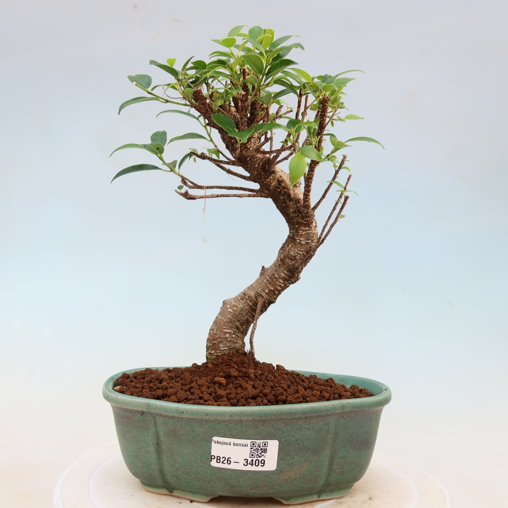 Camera bonsai - Ficus kimmen - ficus a foglie piccole