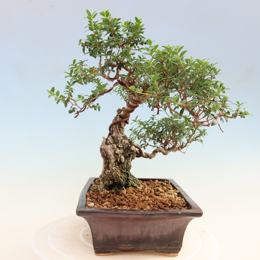 Bonsai da camera - Myrtus communis - Mirto
