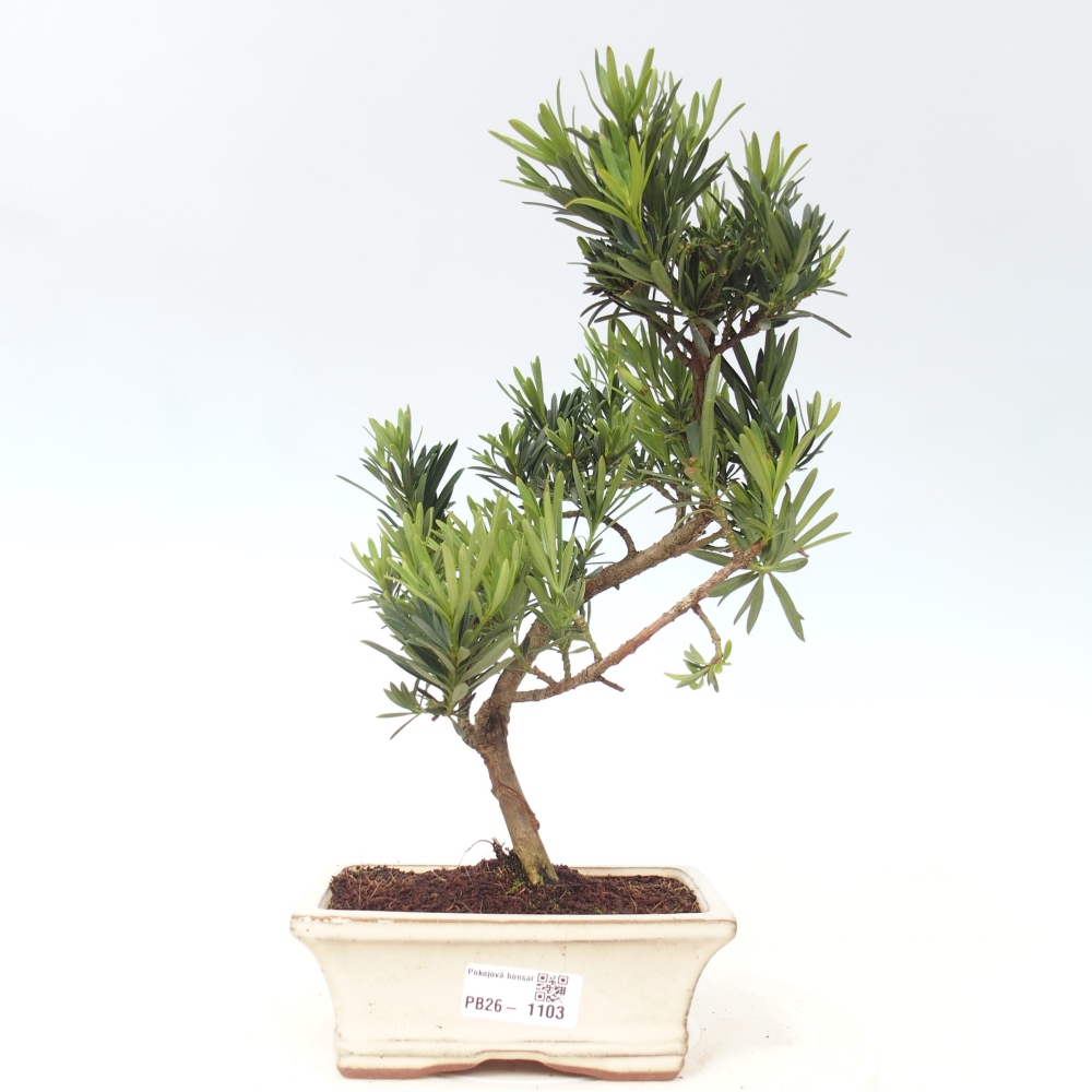 Camera bonsai - Podocarpus - Tasso delle pietre