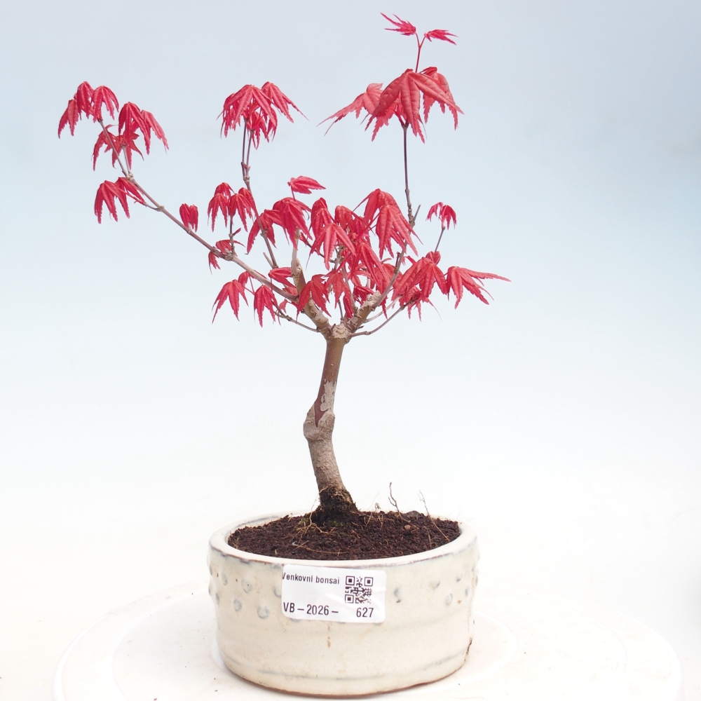 Bonsai da esterno - Acer palmatum DESHOJO
