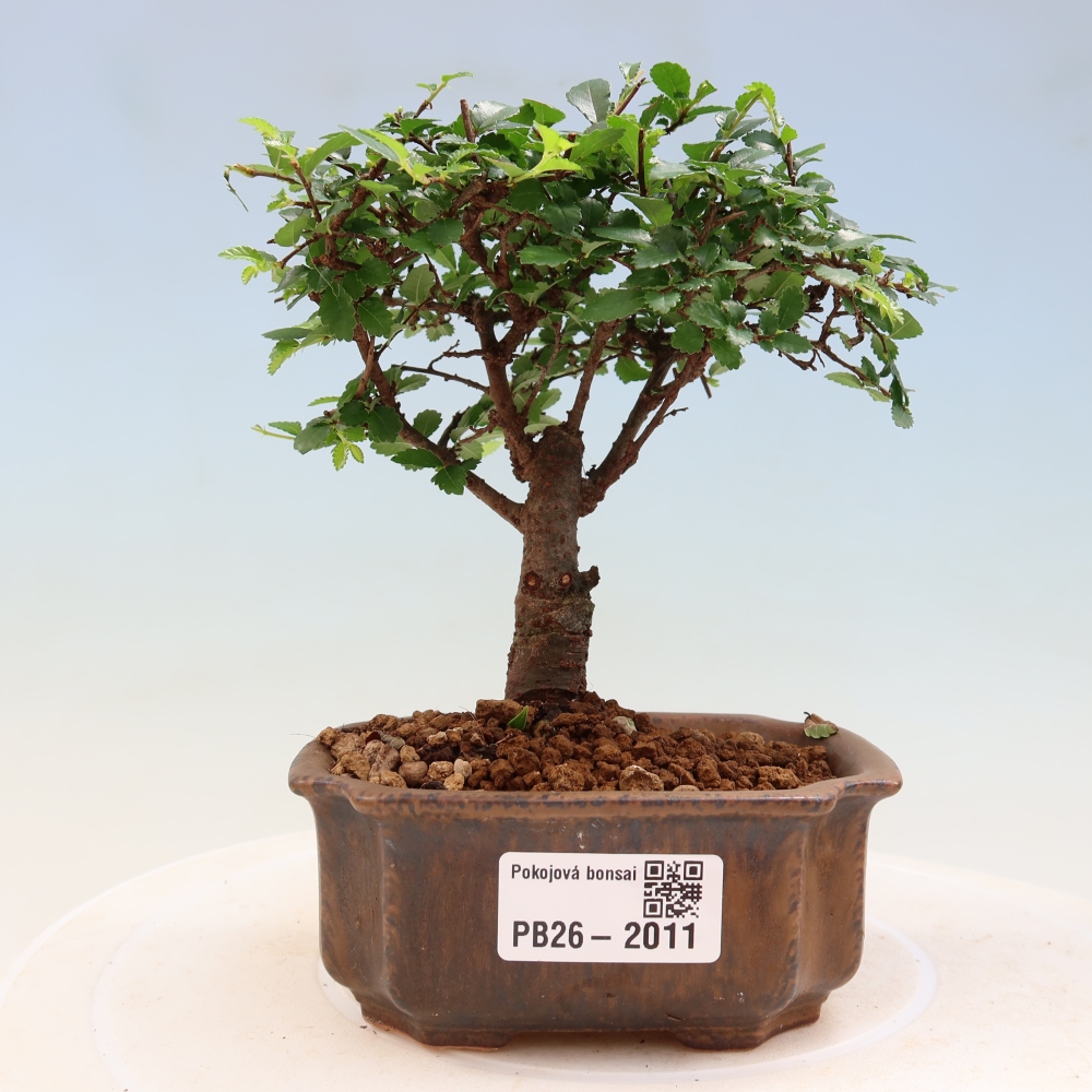 Camera bonsai - Ulmus parvifolia - Olmo a foglie piccole