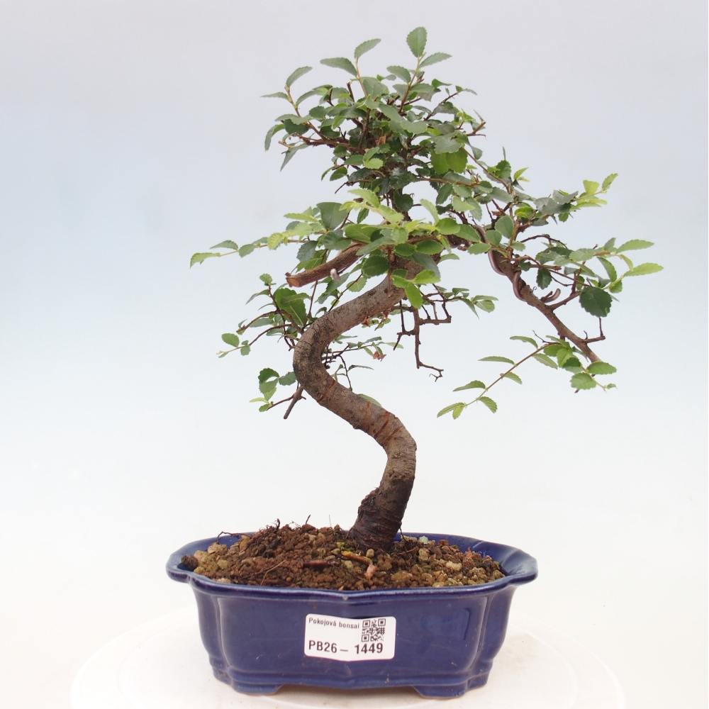Camera bonsai - Ulmus parvifolia - Olmo a foglie piccole