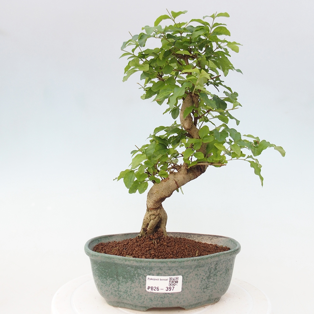 Camera bonsai -Ligustrum chinensis - Becco d'uccello