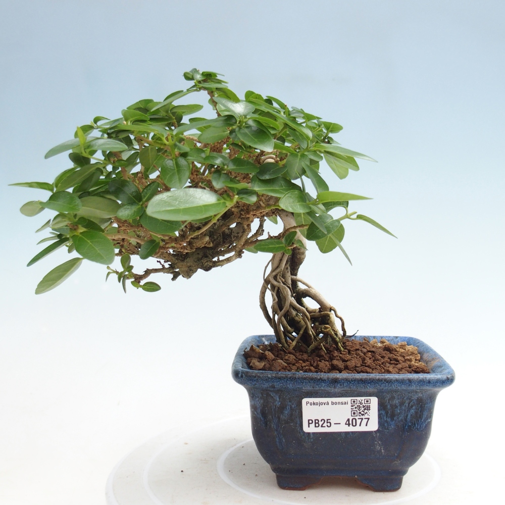 Bonsai da interno - Premna serratifolia - Kozlovna malolista