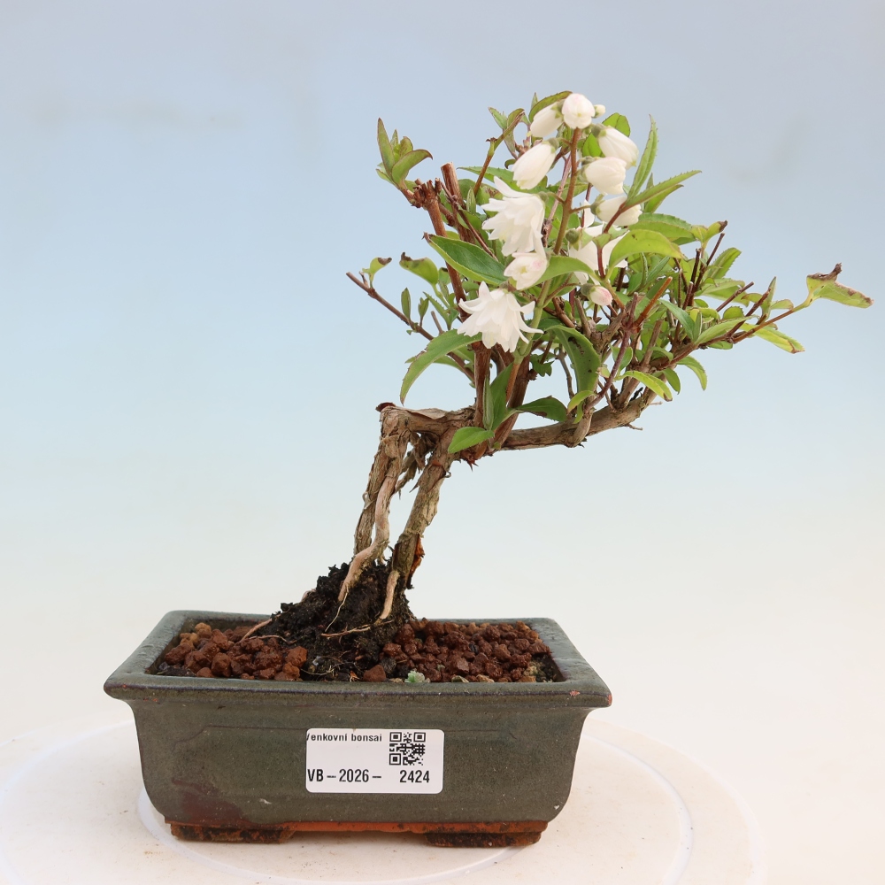 Bonsai da esterno - Deutzia scabra Candidissima - Trojpuk