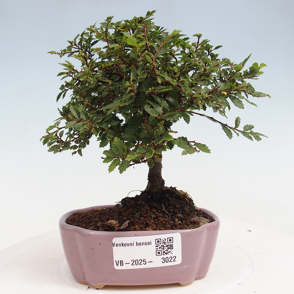 Bonsai da esterno - Ulmus parvifolia Sagei - Olmo a foglie piccole
