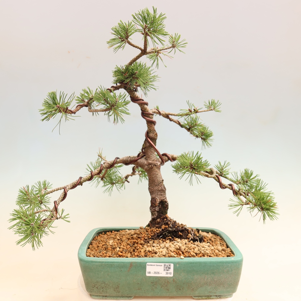 Bonsai da esterno - Pinus mugo Humpy  - Pino mugo