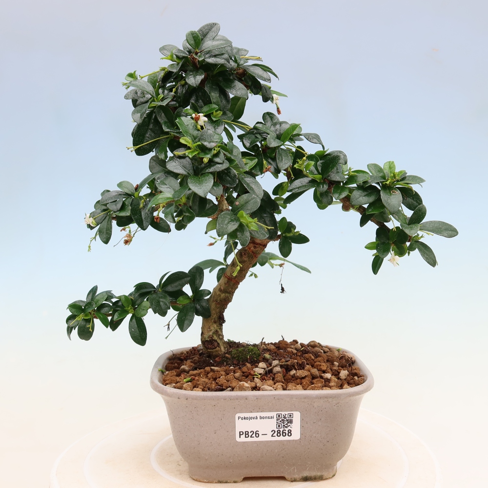 Camera bonsai - Carmona macrophylla - Tea fuki