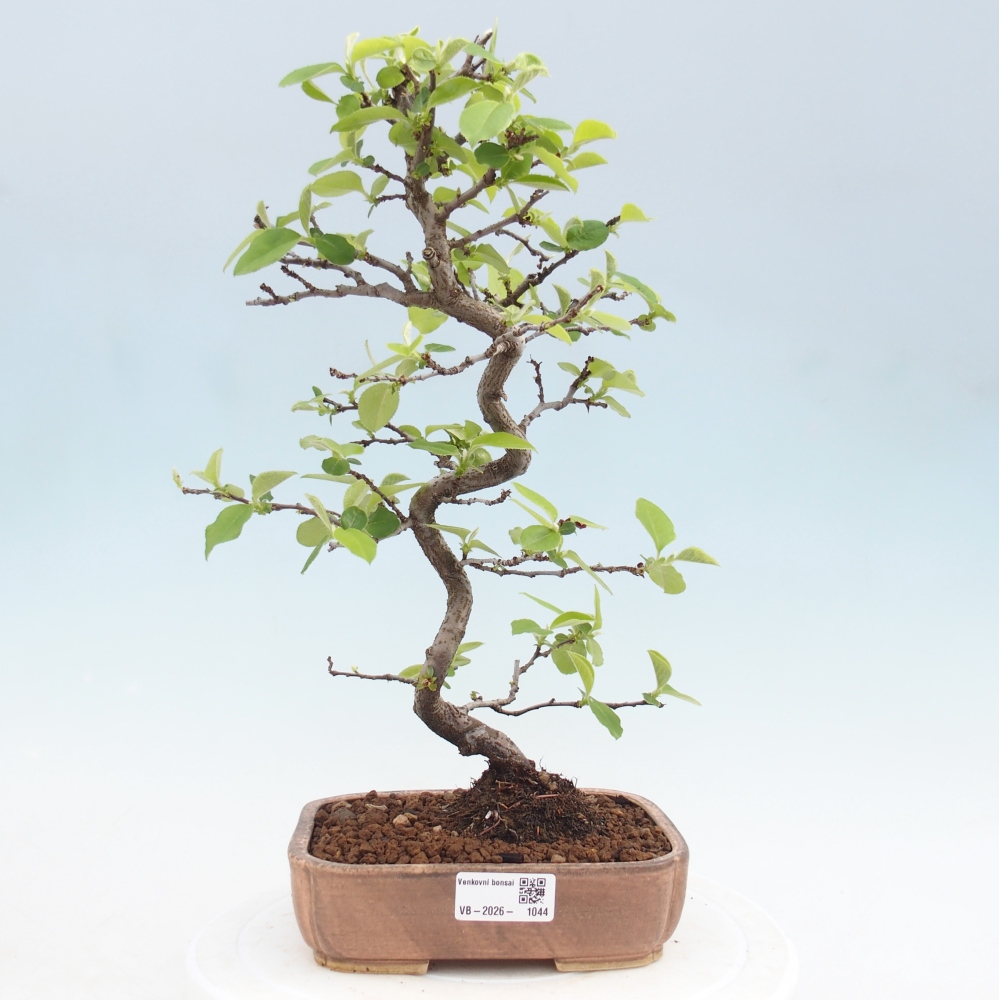 Bonsai da esterno - Chaneomeles chinensis