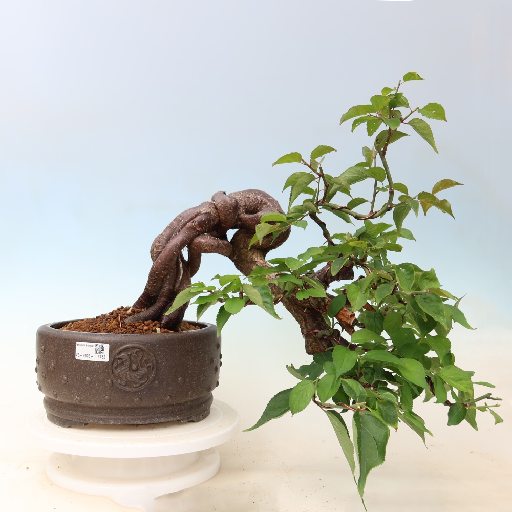 Bonsai da esterno - Albicocco giapponese - Prunus Mume