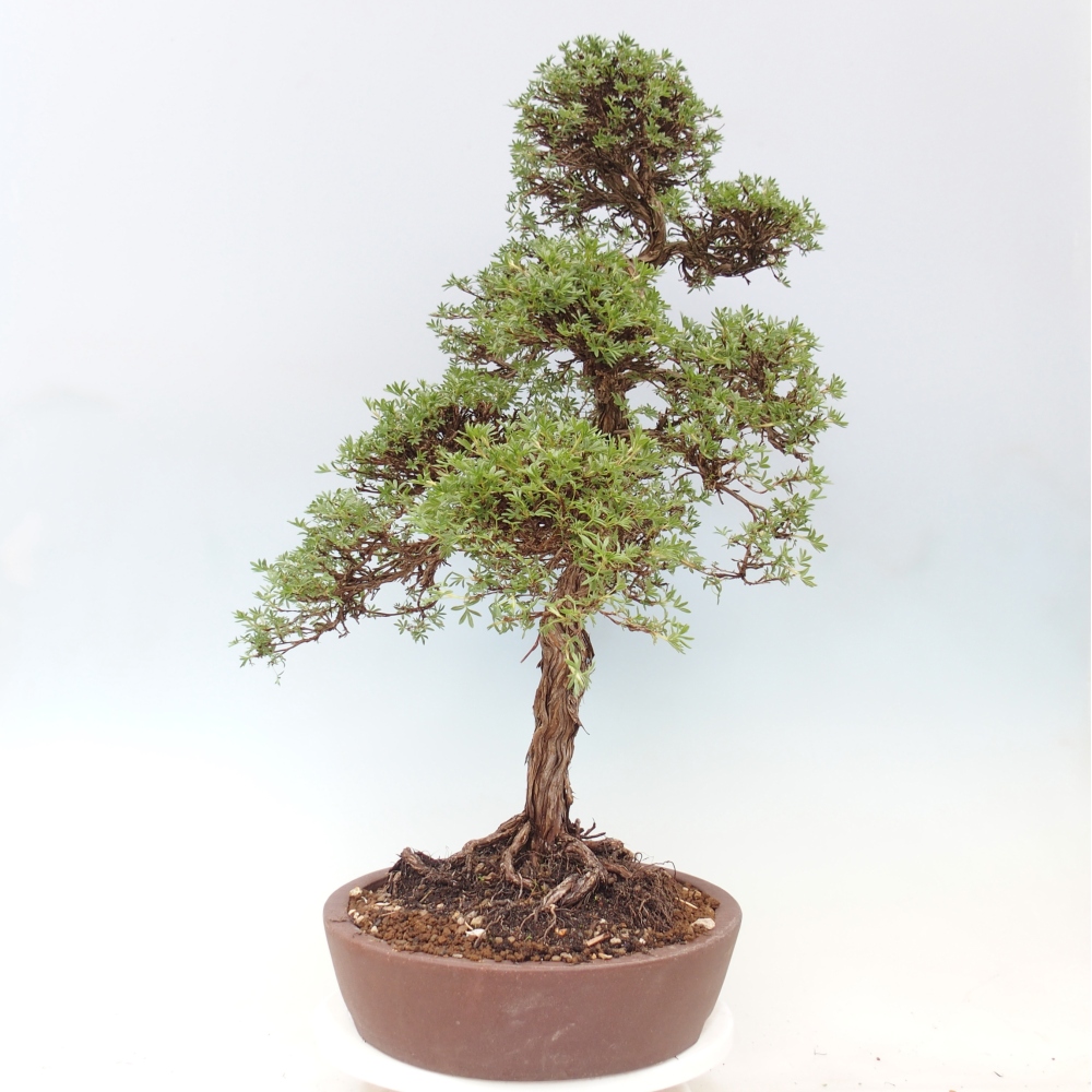 Bonsai da esterno - Potentila fruticosa