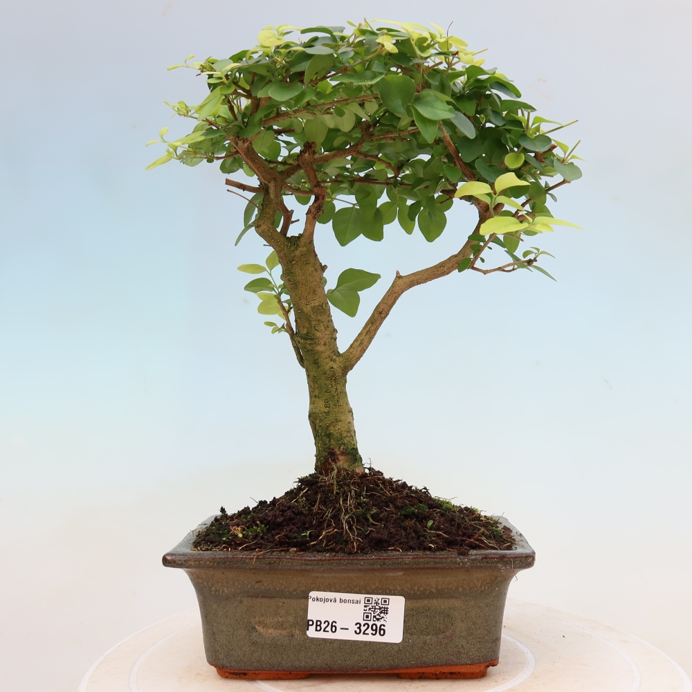 Camera bonsai -Ligustrum chinensis - Becco d'uccello