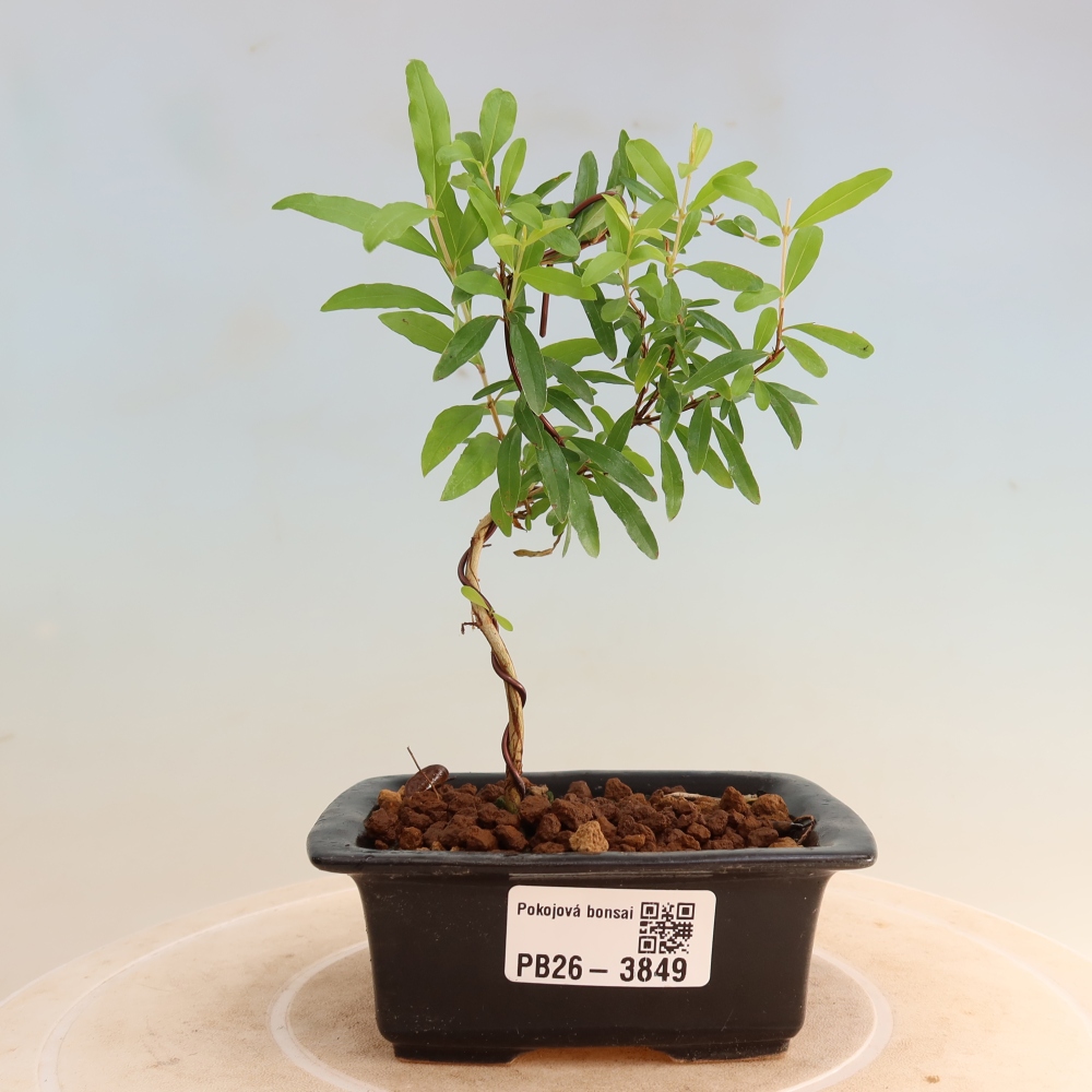 Camera bonsai-PUNICA granatum nana-Mela granata
