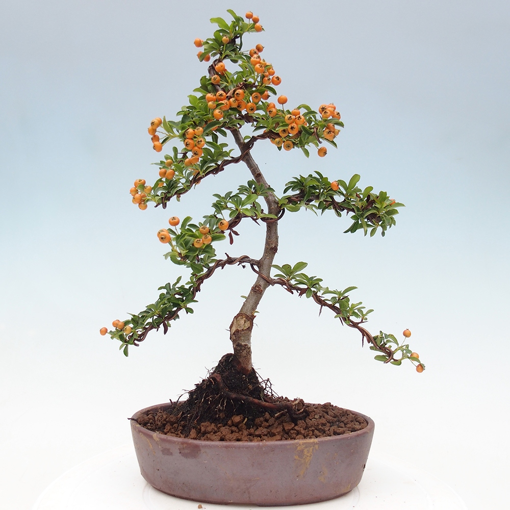 Bonsai da esterno-Pyracantha Teton -Hlox
