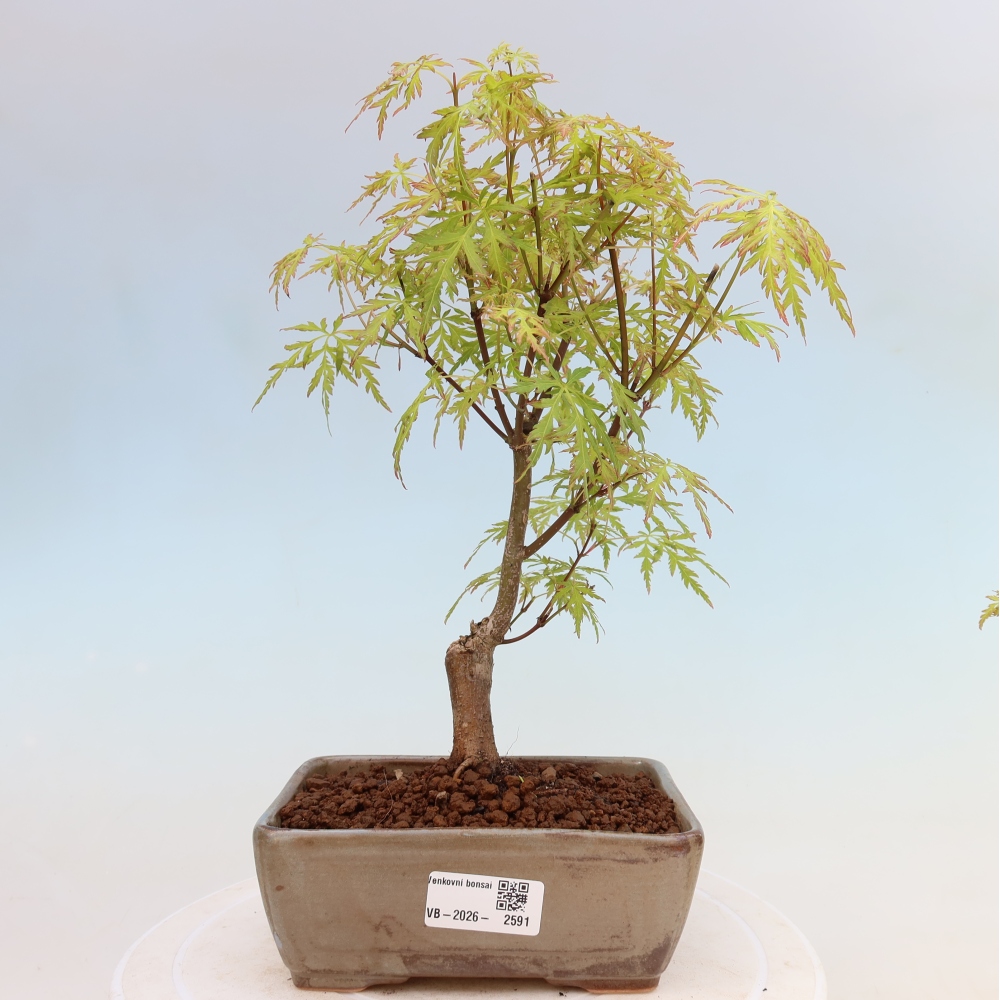 Bonsai da esterno - Acer palmatum Dissectum