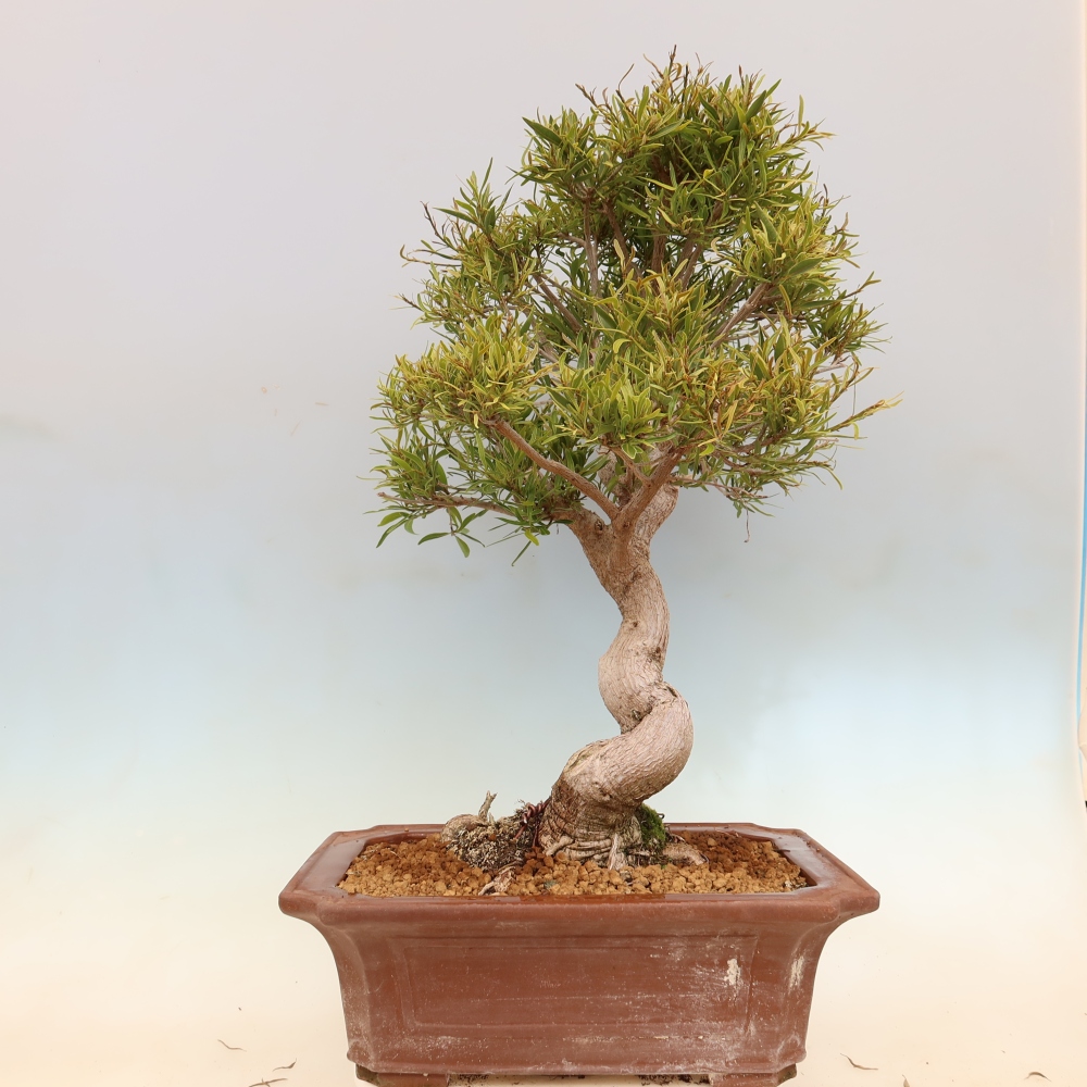Camera bonsai - Ficus nerifolia - ficus a foglie piccole
