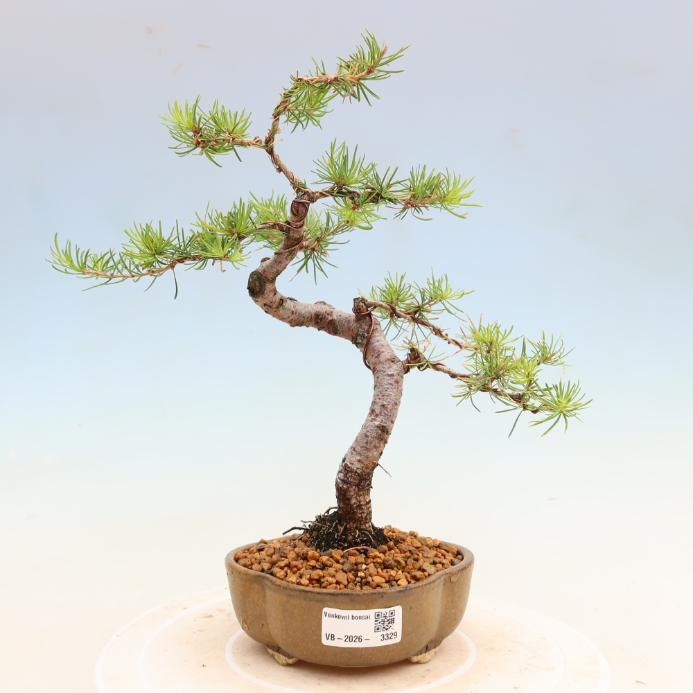 Bonsai da esterno -Larix decidua - Larice