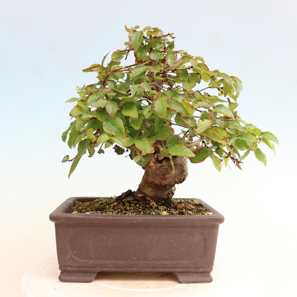 Bonsai da esterno -Carpinus CARPINOIDES - Carpino coreano