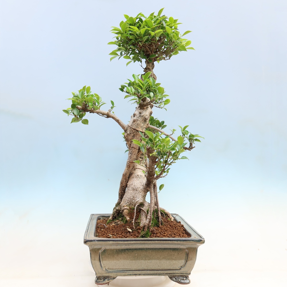 Camera bonsai - Ficus kimmen - ficus a foglie piccole
