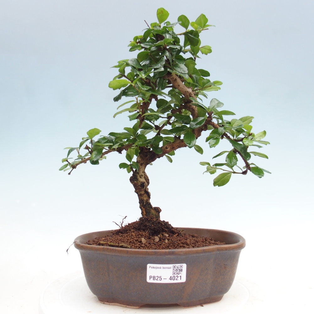Camera bonsai - Carmona macrophylla - Tea fuki