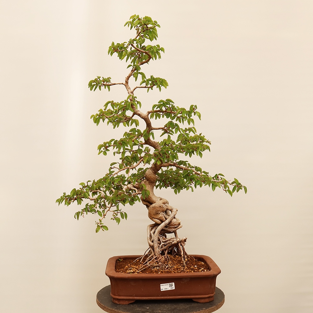 Bonsai da esterno -Carpinus Coreana - Carpino coreano