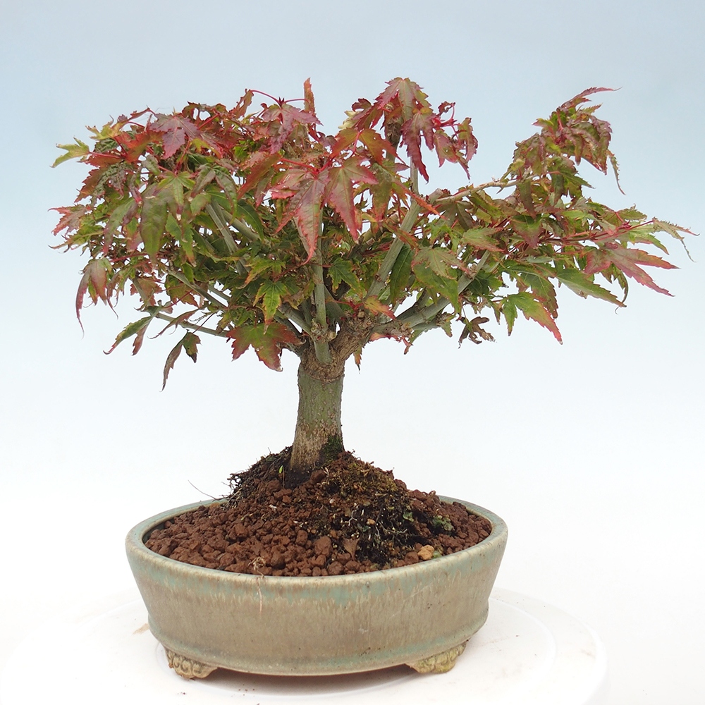Acer palmatum KIOHIME - Acero palmato