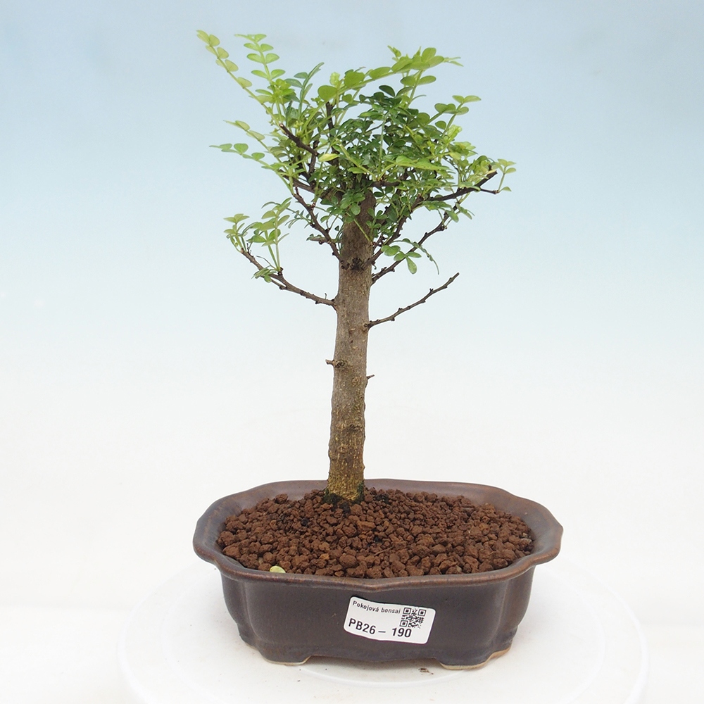 Camera bonsai - Zantoxylum piperitum - albero del pepe