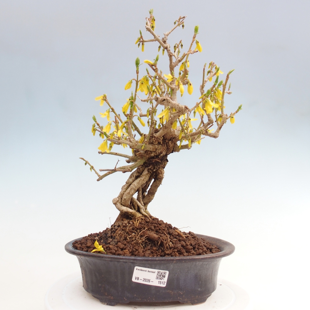 Bonsai da esterno - Zlatice - Forsythia koreana