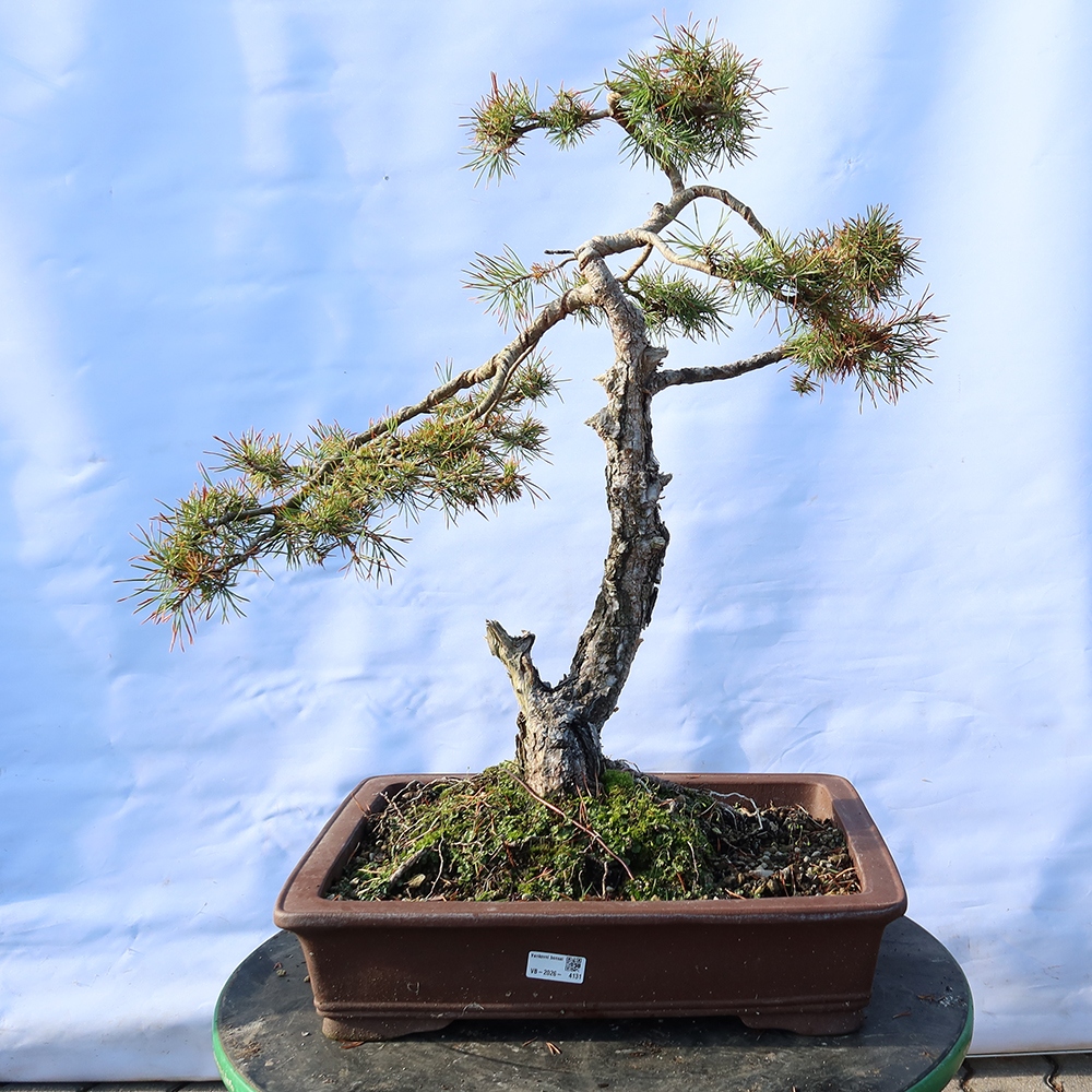 Pinus sylvestris Spagna - pino silvestre