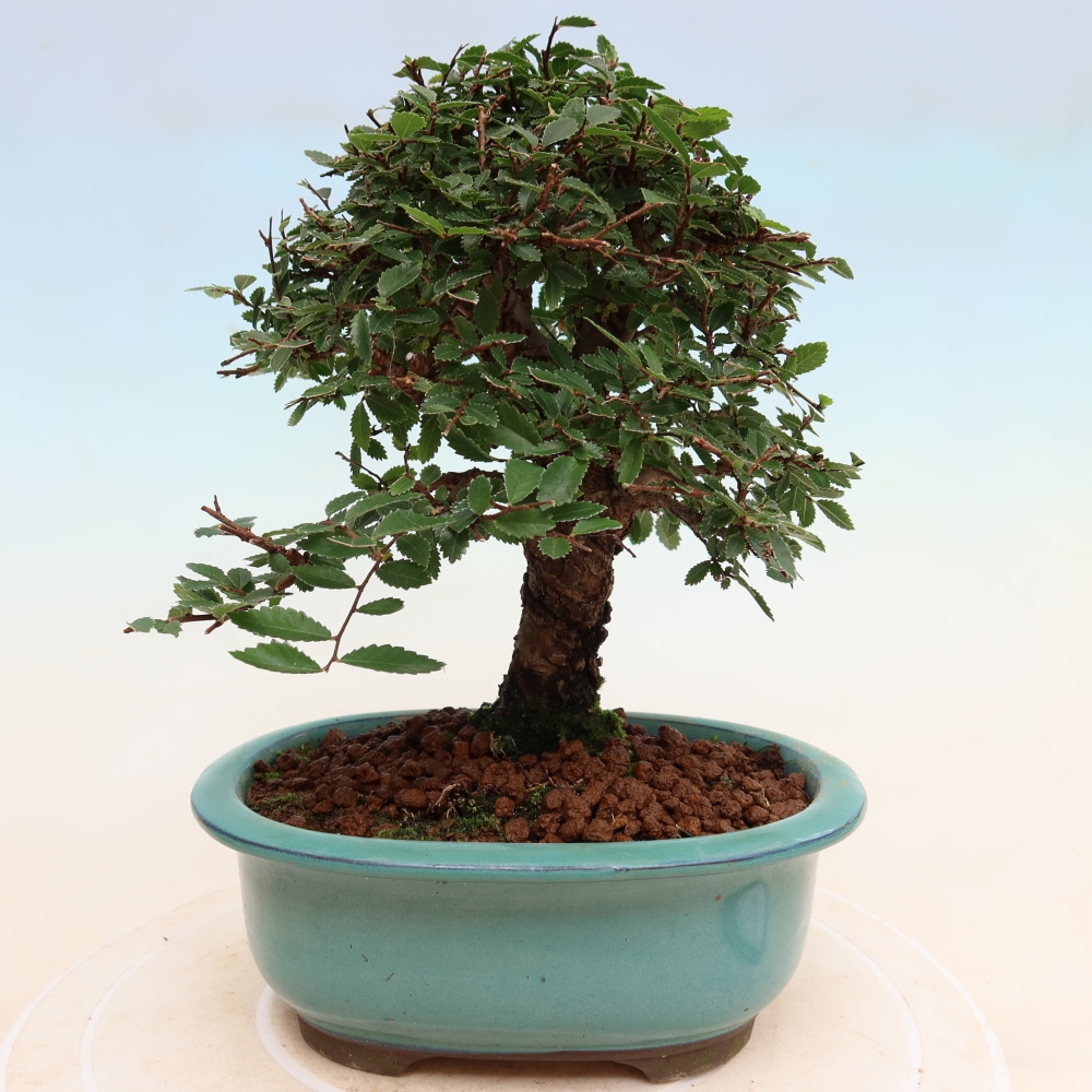 Bonsai da esterno - Zelkova - Zelkova NIRE