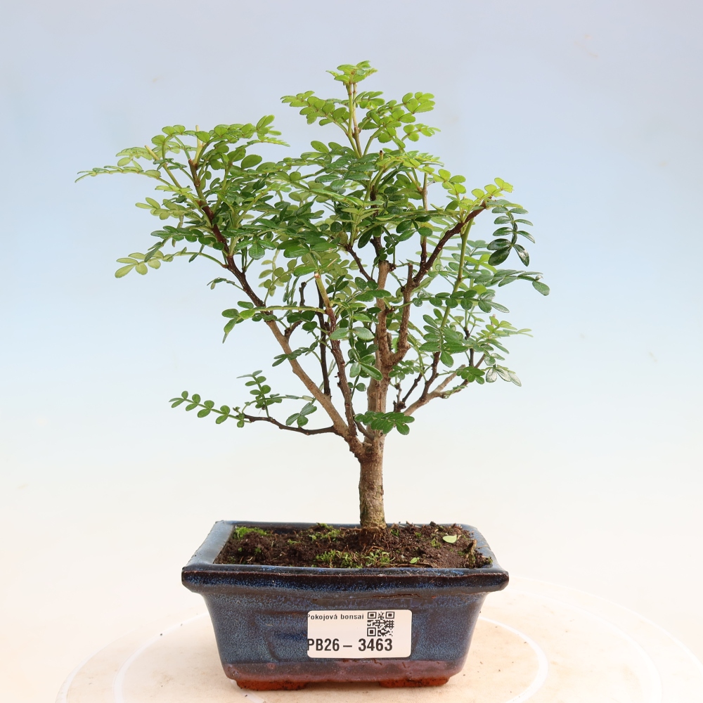Camera bonsai - Zantoxylum piperitum - albero del pepe