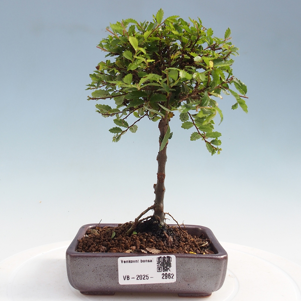 Bonsai da esterno - Ulmus parvifolia Sagei - Olmo a foglie piccole
