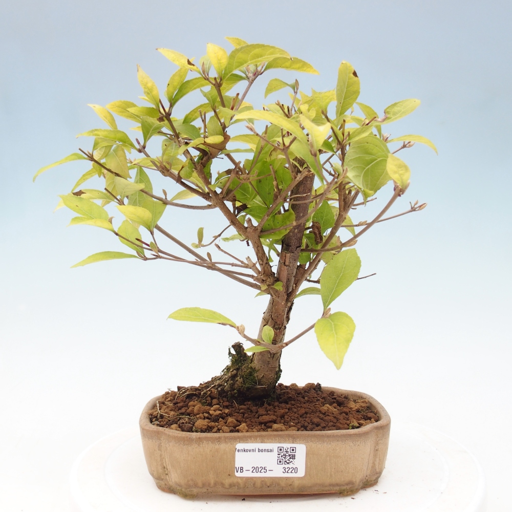 Bonsai da esterno - Callicarpa japonica