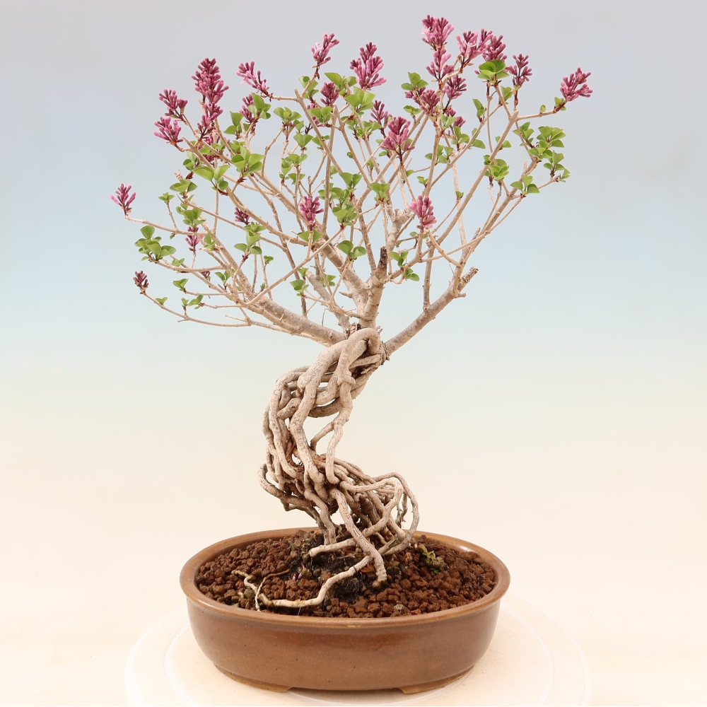 Bonsai da esterno - Syringa microphylla - lillà a fiore piccolo